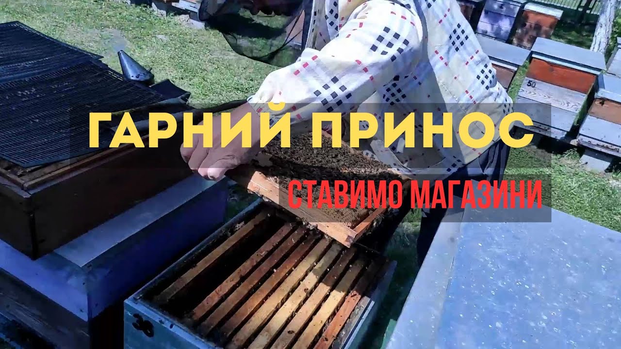 Гарний принос нектару з садків і верби. Ставимо магазини.