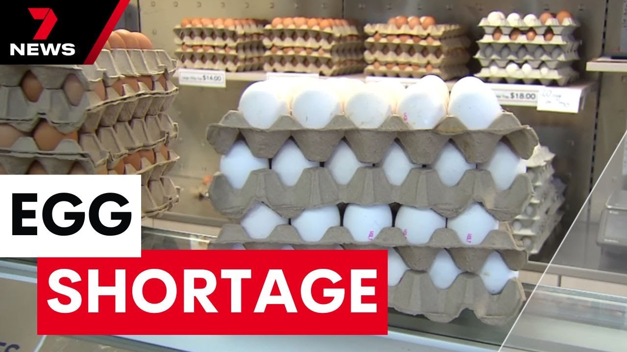 Egg prices are skyrocketing worldwide but Sydney families aren't sitting idle | 7NEWS