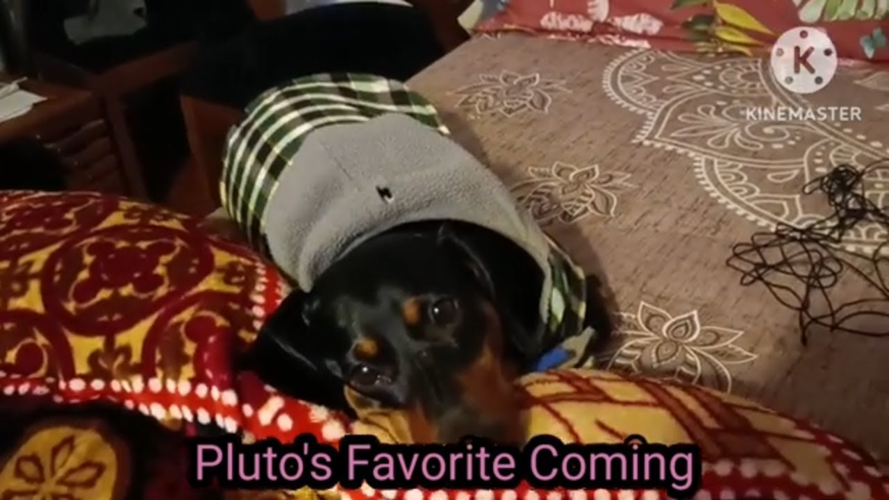 FOODIE Puppies Love These Easy Amazon Buy Biscuits
