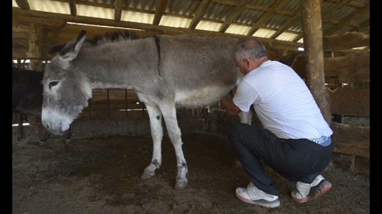 Why the world 🌎 wonder #donkey  #cheese / is so #expensive /so expensive #today