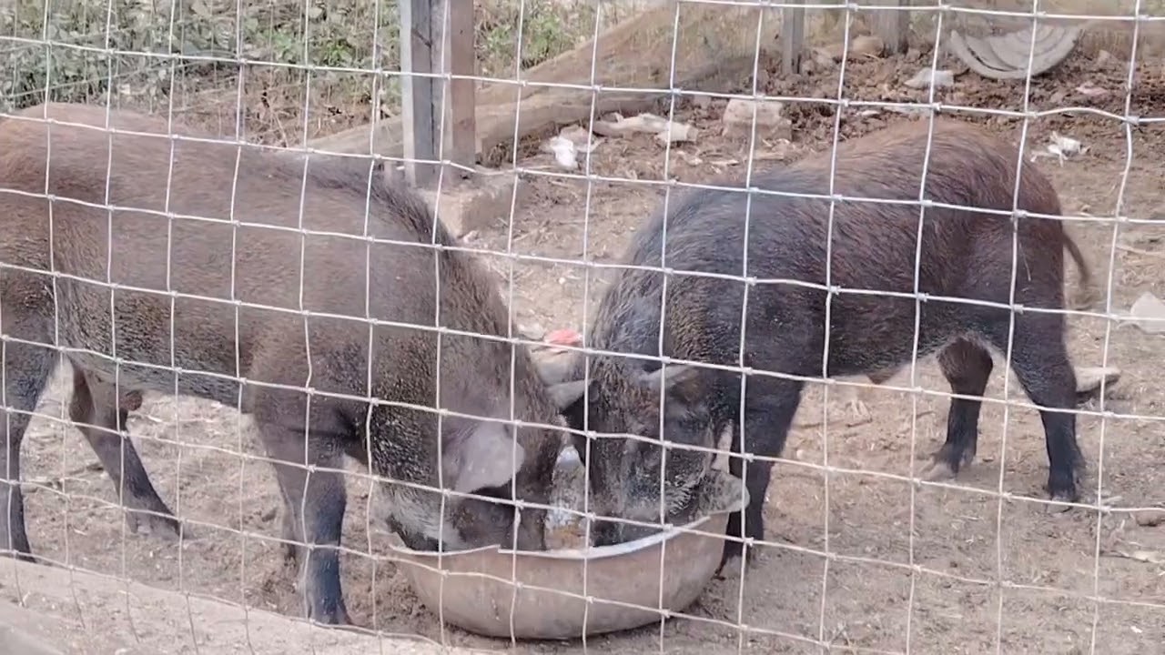 หมูป่าพ่อพันธุ์​รูปร่างดี​ แม่พันธุ์​ติดลูก