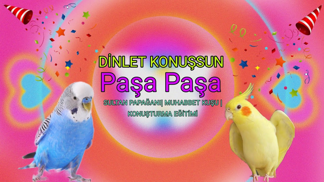Dinlet Konuşsun PAŞA PAŞA PAŞA [ Muhabbet Kuşu Ve Sultan Papağanı Konuşturma Eğitimi]