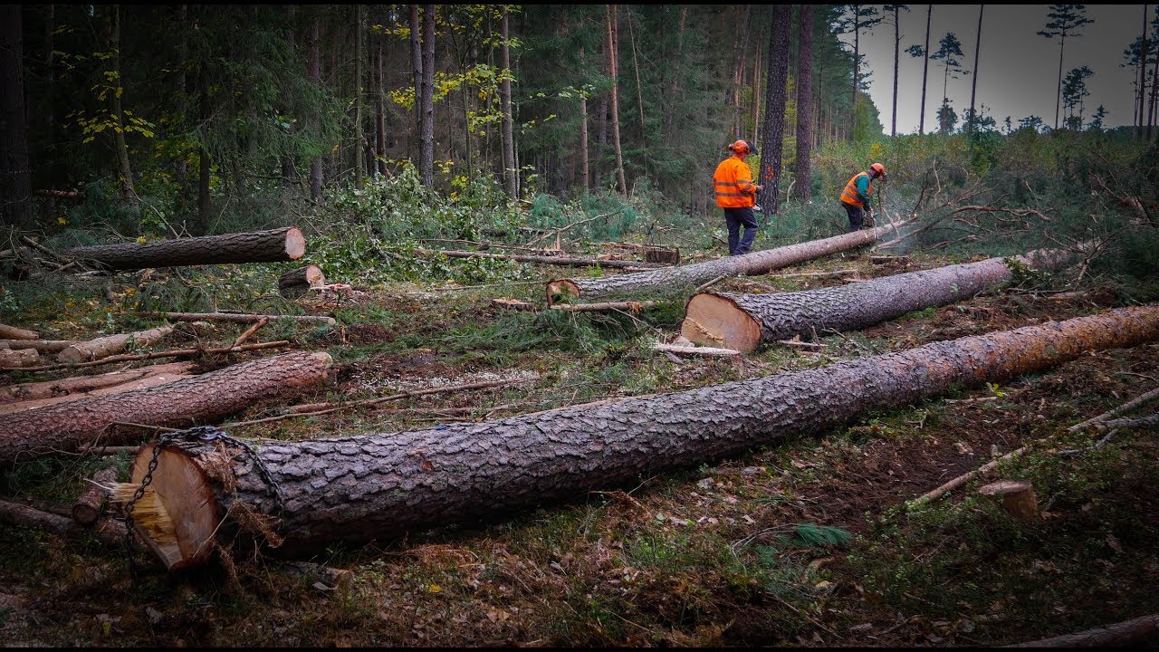 Jak pracujemy na ZRĘBIE uprzątającym? || Okiem ZULa