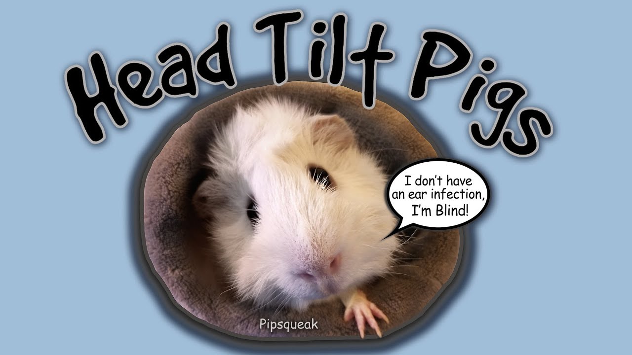 Head Tilt Guinea Pigs