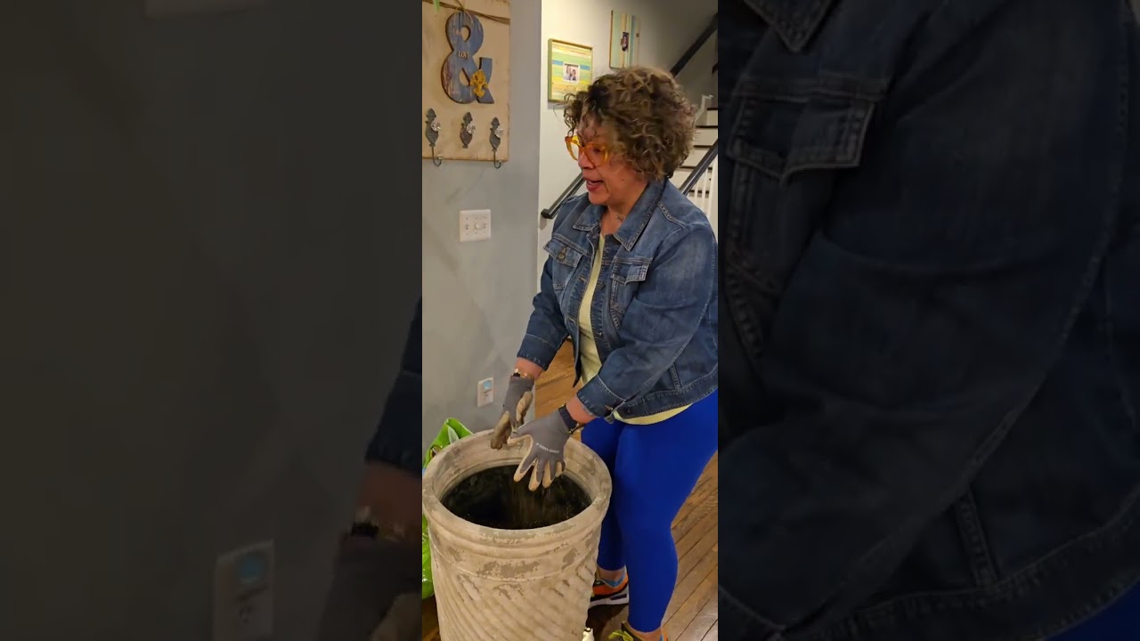 Repotting my Money Tree (Lázaro) 👩‍🌾🪴