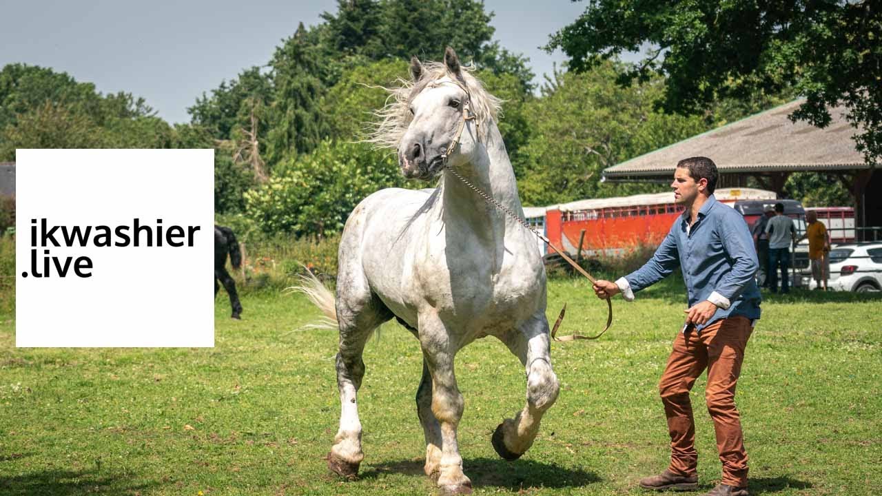 Trait Percheron - draft horse - Concours modèle et allures - ikwashier.live à Saint-Hilaire-du-Maine