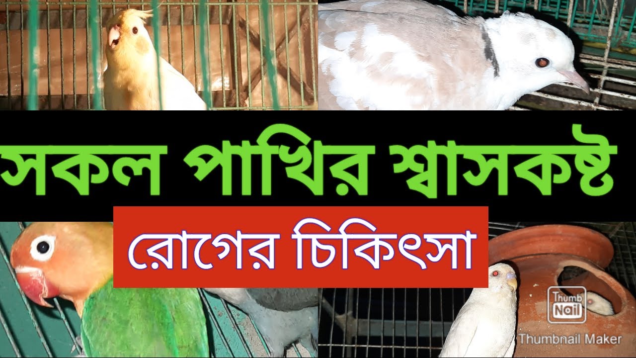 পাখির শ্বাসকষ্ট রোগের  চিকিৎসা/Bird asthma disease treatment
