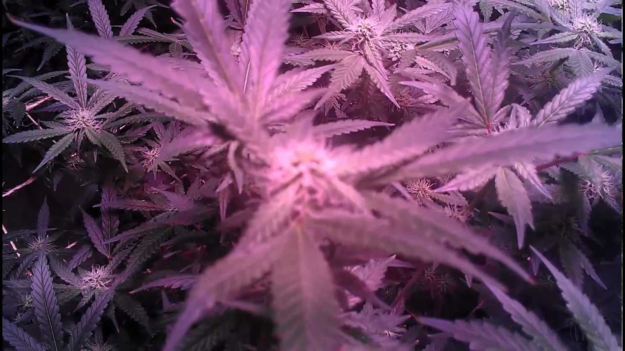 Exodus Cheese LED Grow Light Fero AF-600 Day 29 Flower