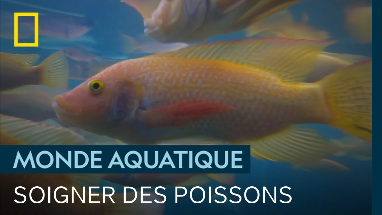 Comment soigner ces poissons infestés par un parasite ?