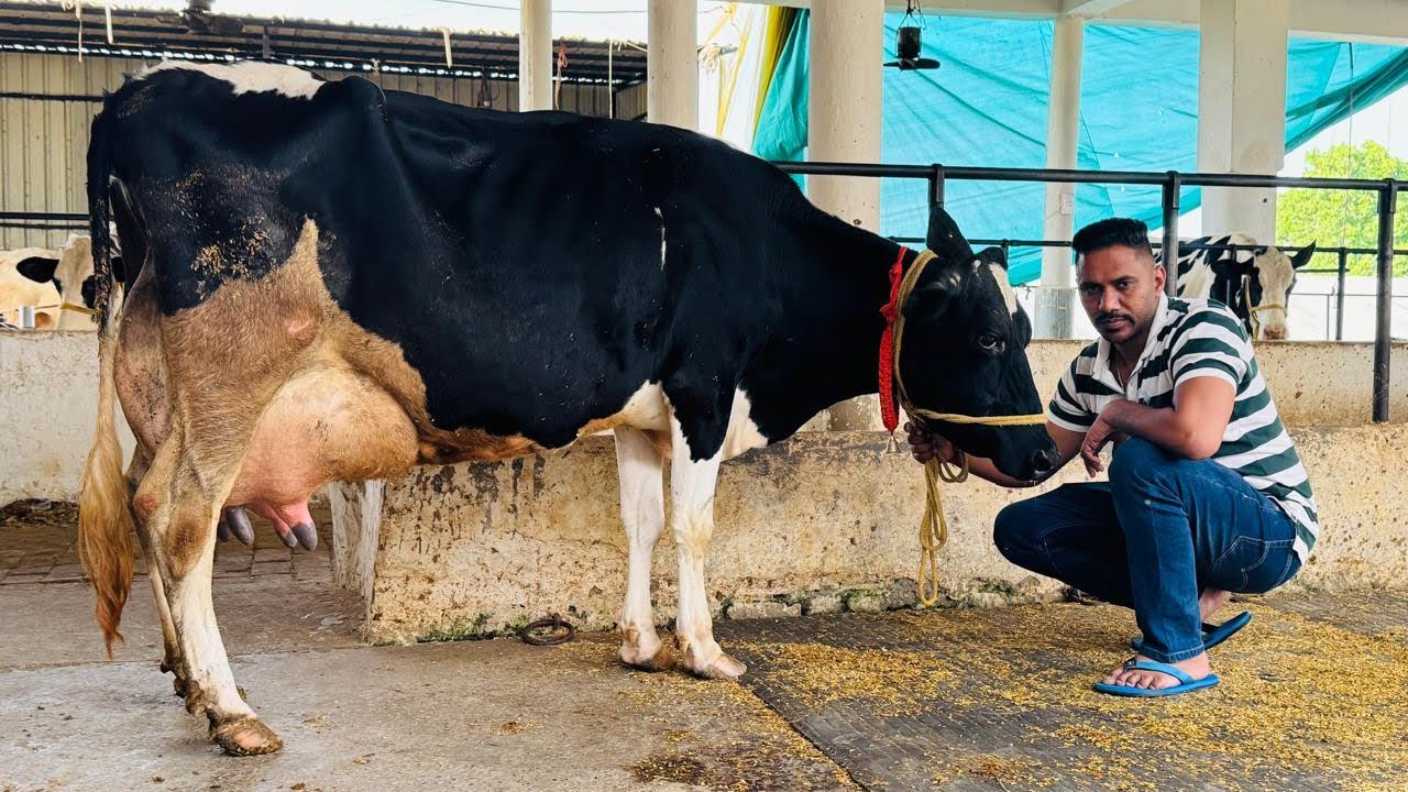 Top quality ABS,Denmark Breed for sale || Maratha Dairy Farm || Karnal-Haryana