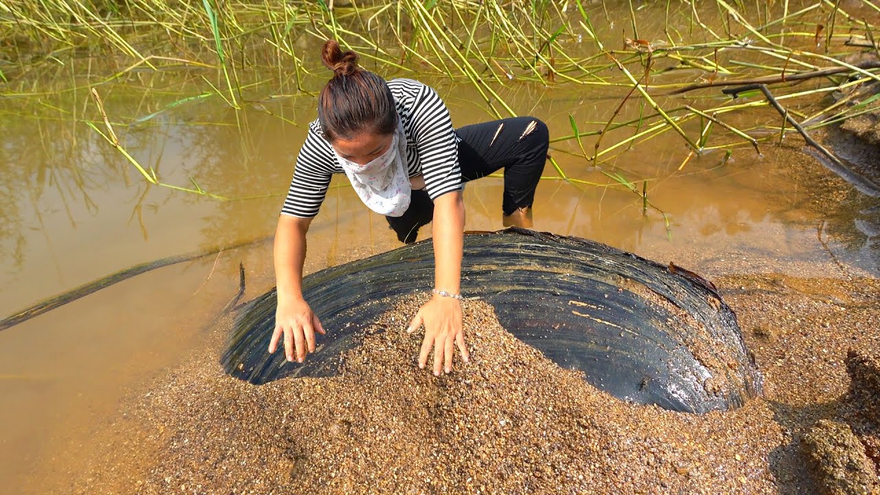Digging out a century old clam from fresh water, the pearls inside the clam pile up like a mountain