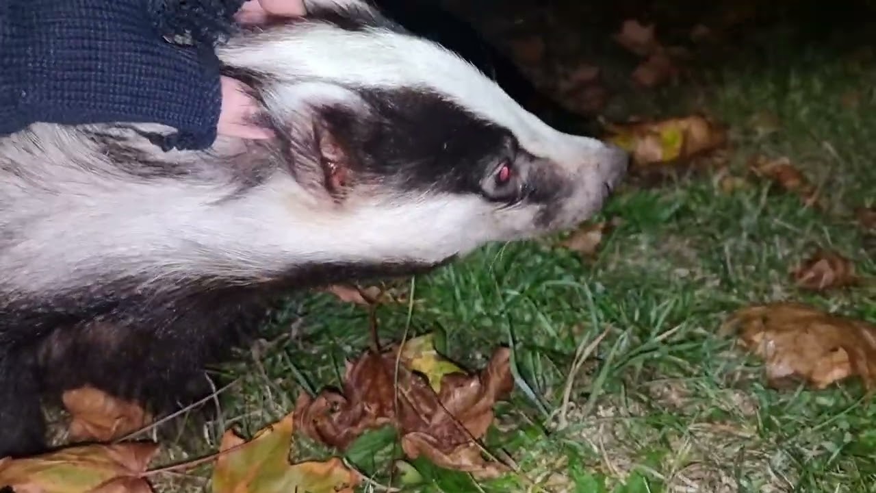 Badger soon on medication