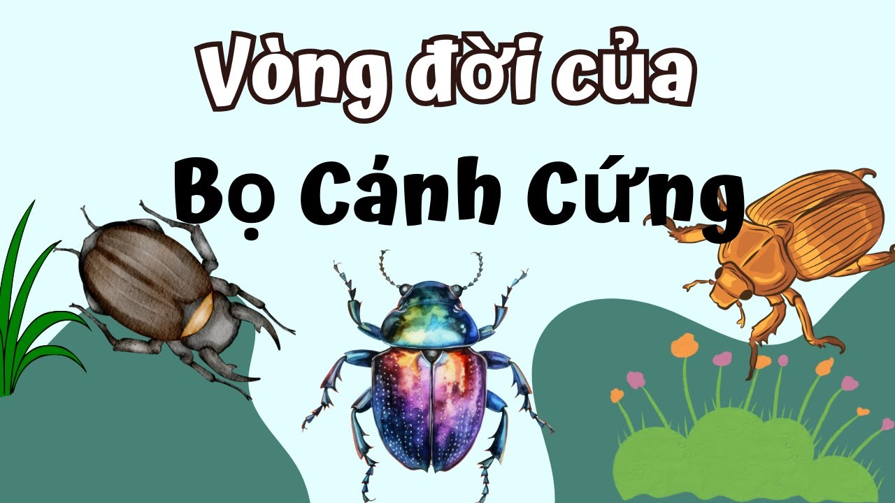 V&ograve;ng Đời Của Bo C&aacute;nh Cứng Bao Nhi&ecirc;u Ng&agrave;y? C&ugrave;ng Kh&aacute;m Ph&aacute; Nh&eacute;!