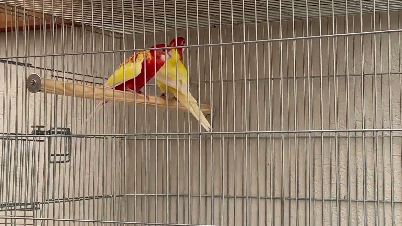 ESSAS AVES VÃO TE SURPREENDER | ROSELAS