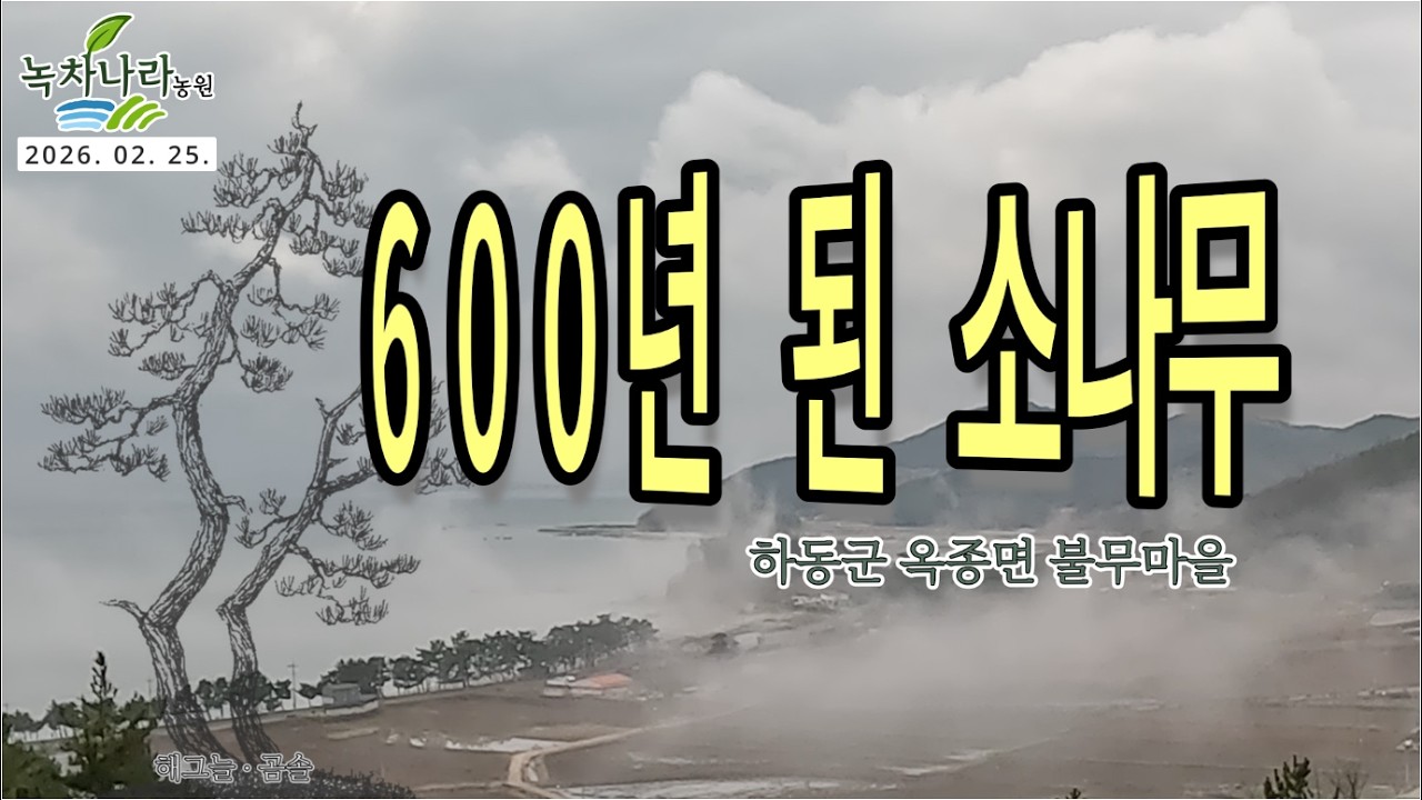 [소나무 수형] 600년 된 보호수 소나무 #녹차나라