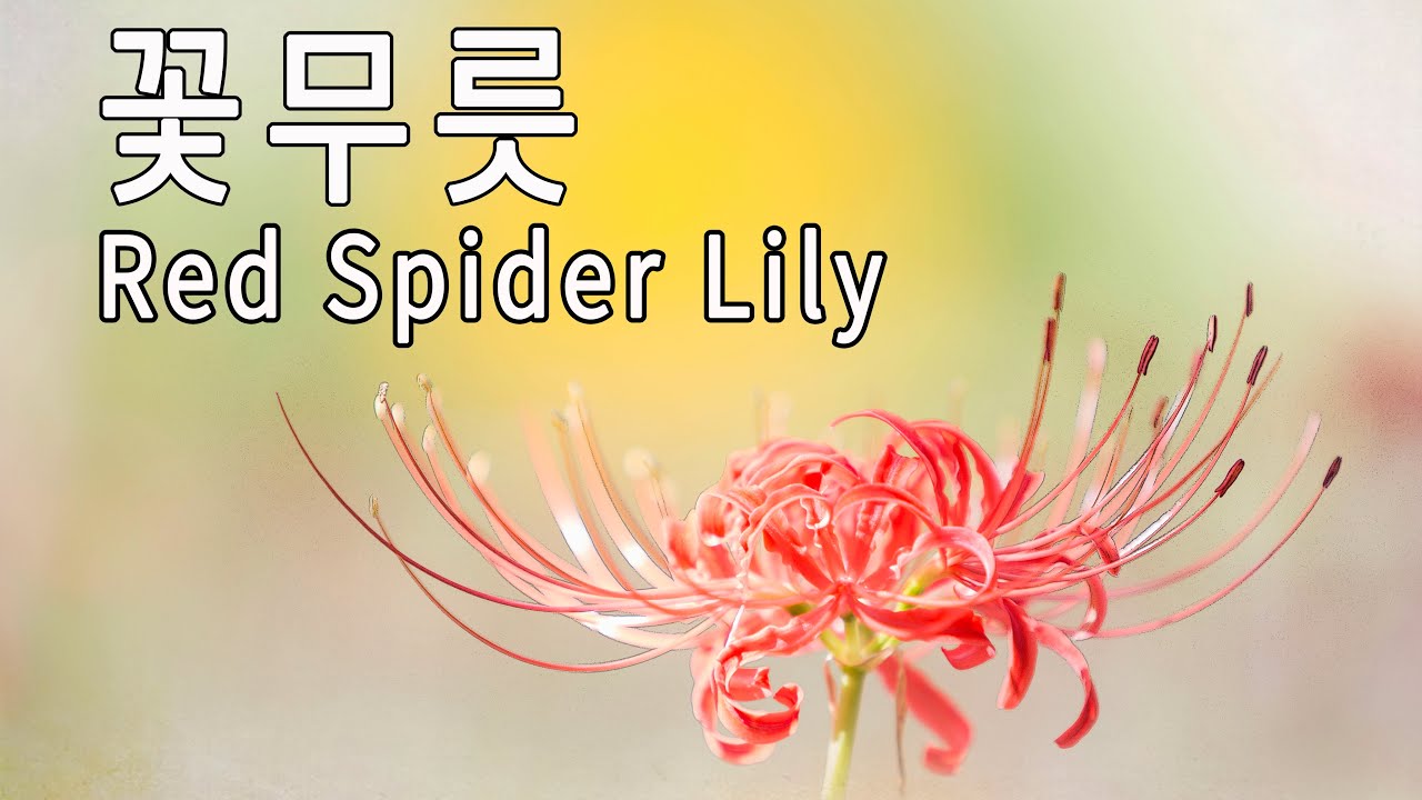 꽃무릇 / 상사화 / 힐링영상 / 가을 꽃 / Red Spider Lily /  Healing_Video