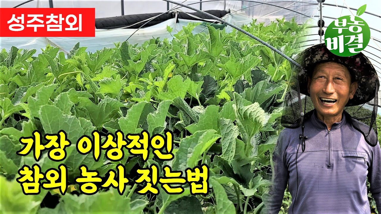성주 참외 장인들의 특별한  선택 !!