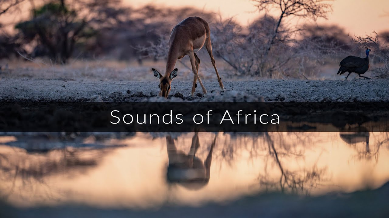 Quiet evening in the savannah - The sounds of Africa