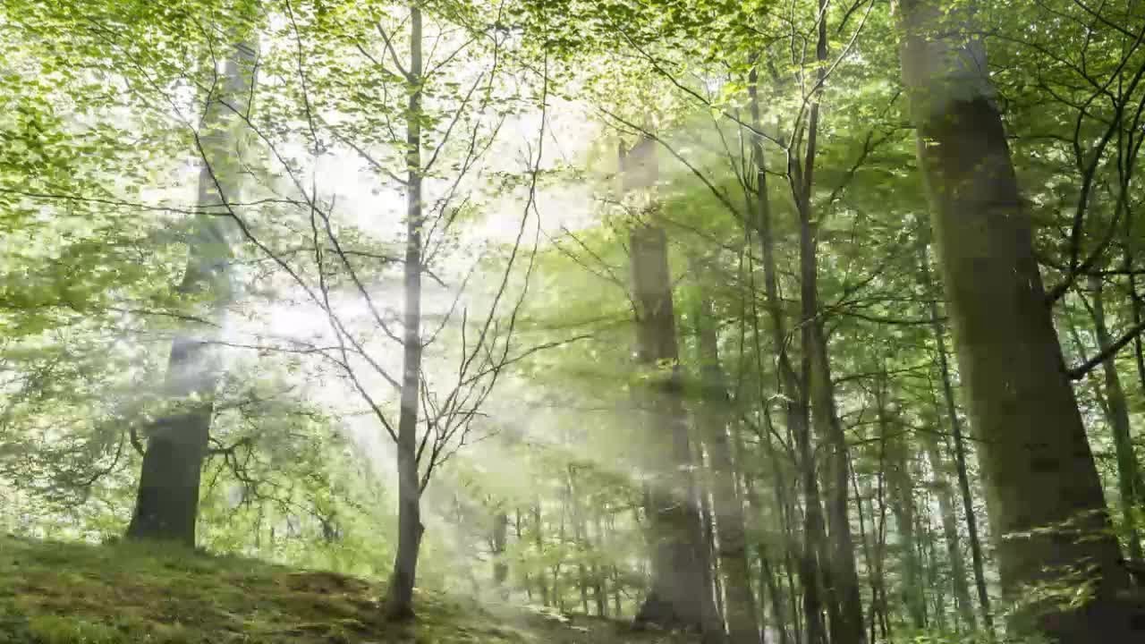 Un incendie s'est d&eacute;clar&eacute; dans la For&ecirc;t de Soignes &agrave; Bruxelles