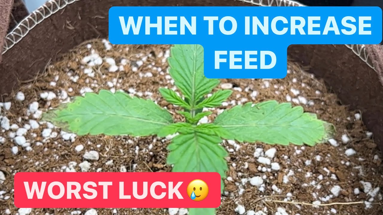 How to grow cannabis - End of week 1 veg