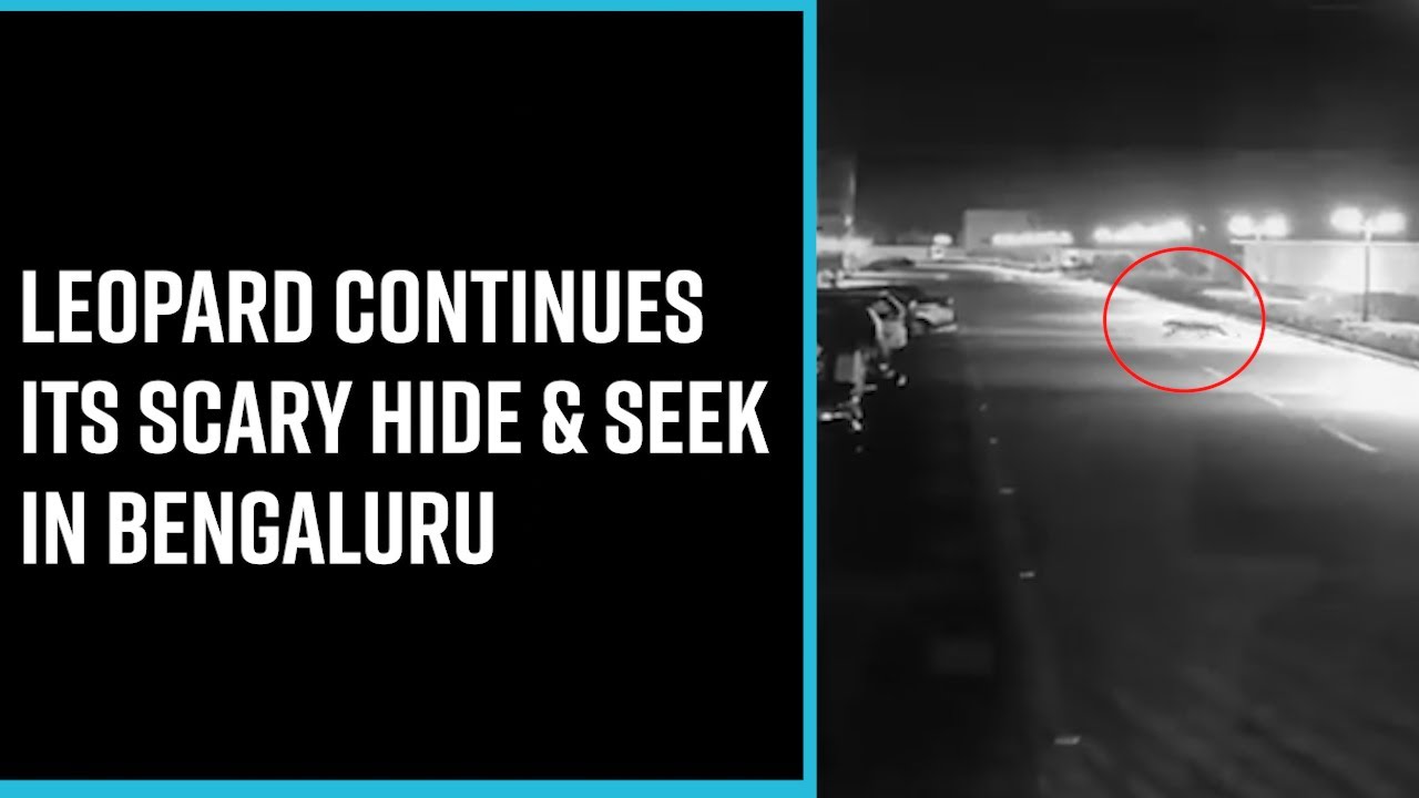 Leopard Spotted in Bengaluru's apartment building for the third time but pulls a Houdini again