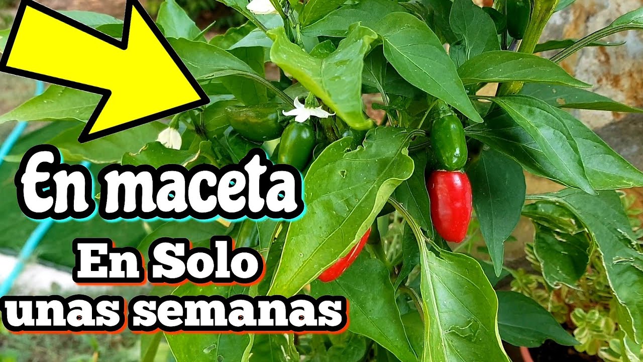 👉 Solo Plantalo una vez y Podrás Cosechar cientos de Chiles Jalapeños en maceta (Sembrar Pimientos)