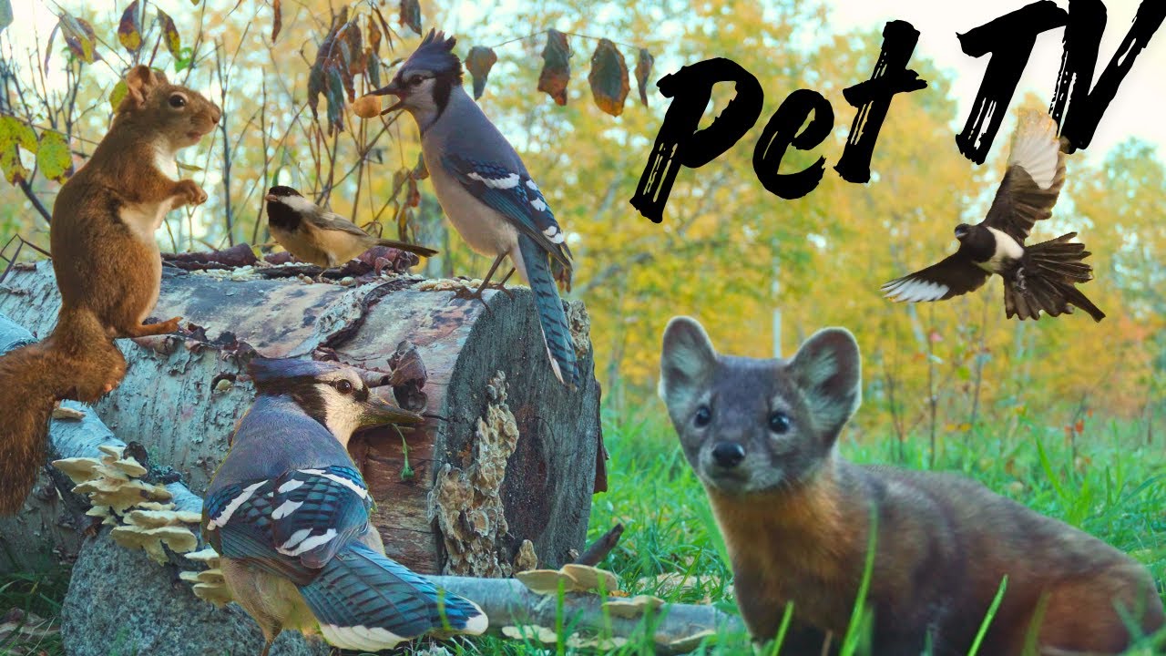 Cat TV • Dog TV - A Sneaky New Star - Meet the Marten!  🦊 Relaxing Nature for Pets & People