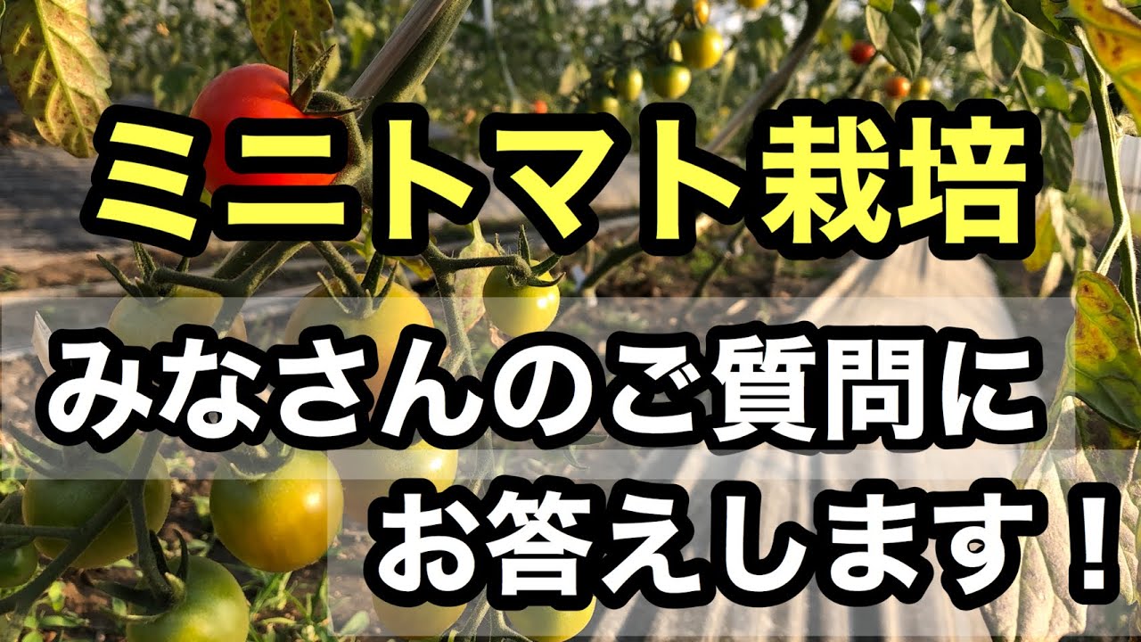 【ミニトマト栽培】みなさんの質問にお答えします【初心者必見】