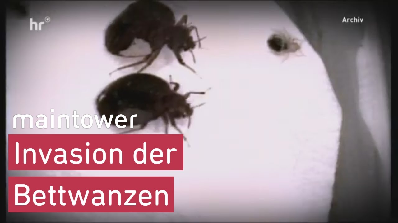 Bettwanzen sind in Hessen angekommen | Maintower