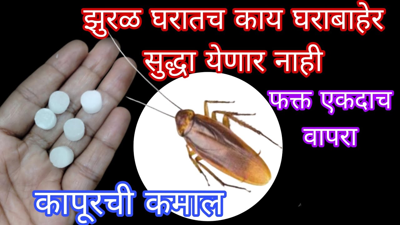 झुरळ घालवण्यासाठी सर्वात सोपा उपाय /😱 cockroach killer / Marathi kitchen tips / takau pasun tikau