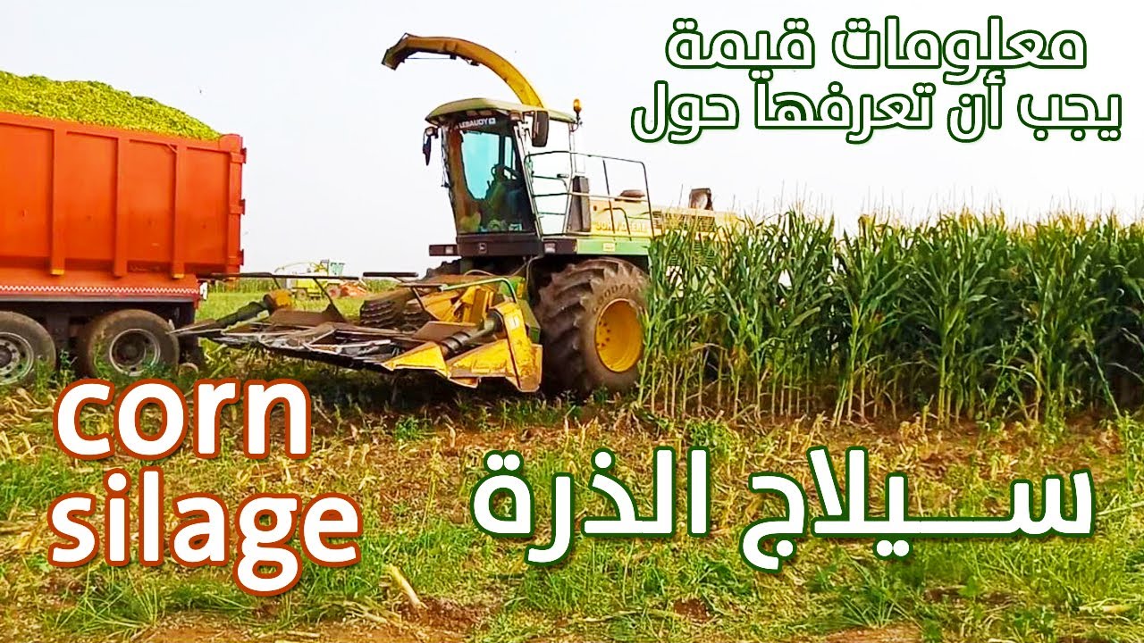 أفضل زراعة لتوفير اعلاف المواشي بتكلفة أرخص | زراعة السيلاج، معلومات وخطوات عليك تتبعها