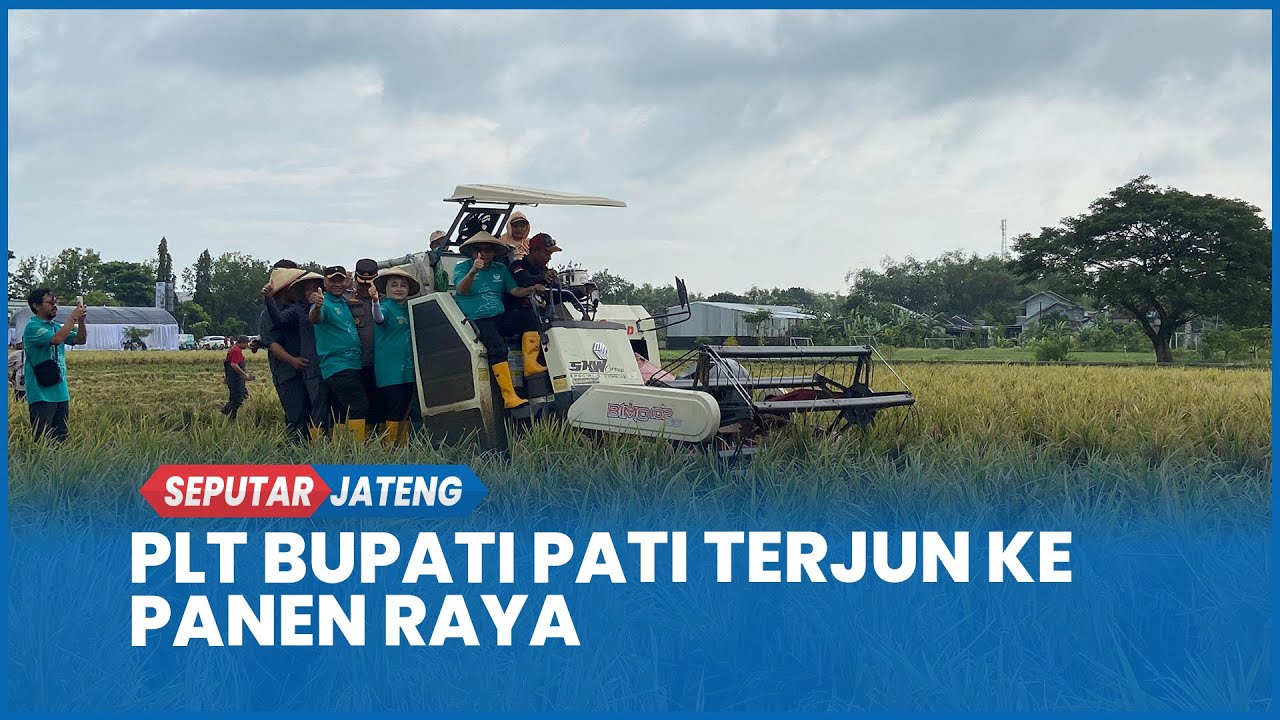 Sehari Seusai Terima SK, Plt Bupati Pati Risma Ardhi Chandra Datangi Panen Raya Gabus