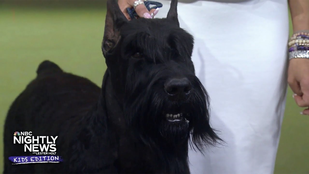 Meet the top dog at 'The Best in Show' competition | Nightly News: Kids Edition