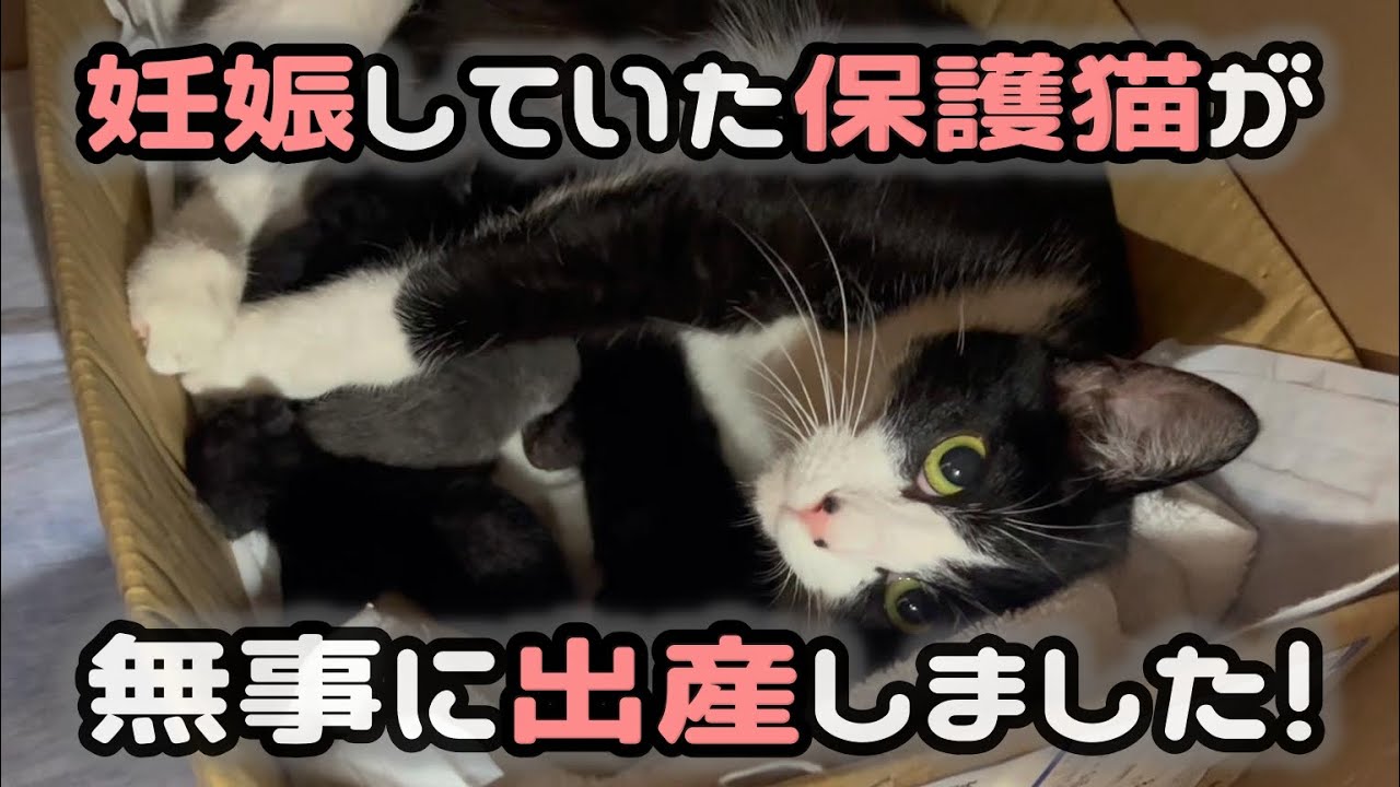 【猫の出産】この奇跡を、ただ見守っていました。