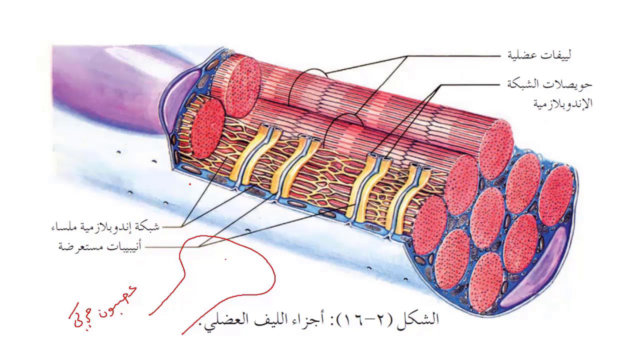 9- العضلات الهيكلية ,احياء توجيهي الاردن