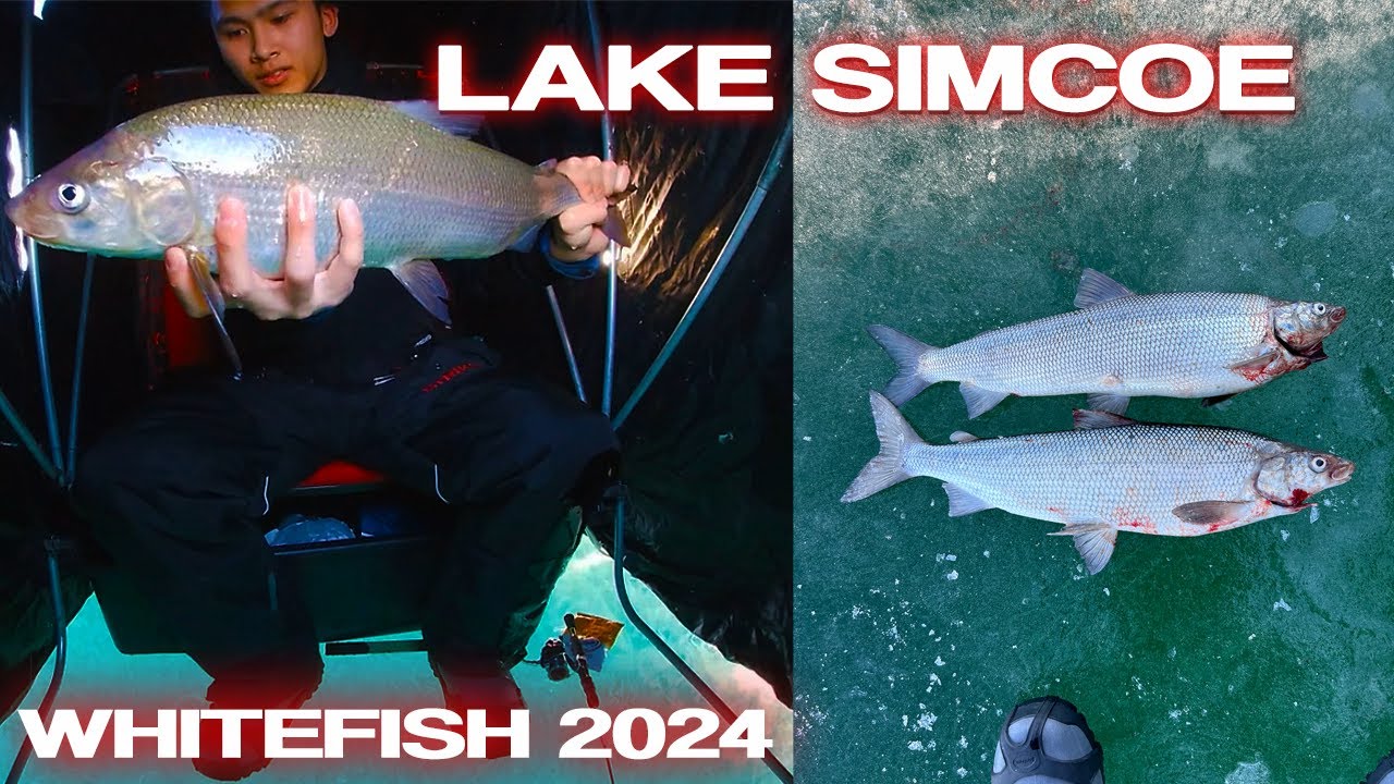 Lake Simcoe Whitefish (Kempenfelt Bay) + Gear and Technique Breakdown - Ice Fishing 2024