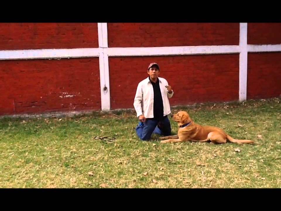 Trucos Caninos- Avergonzarse