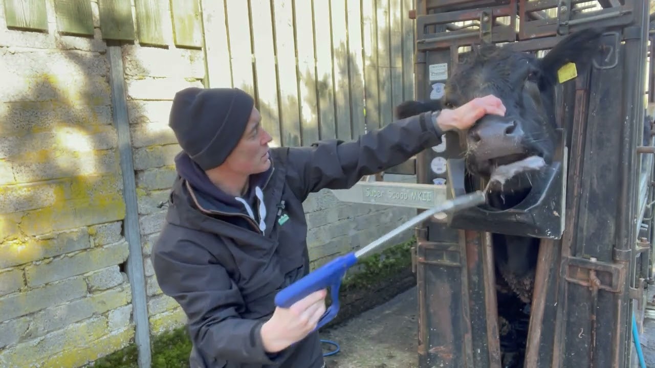 LL1 Bolusing Adult Cattle