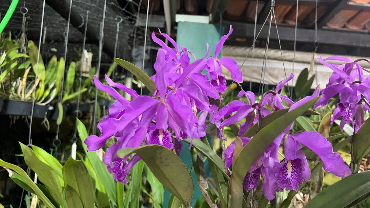 Cattleya máxima e orquidário em reforma