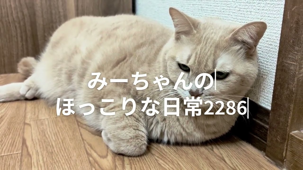 みーちゃんのほっこりな日常2286
