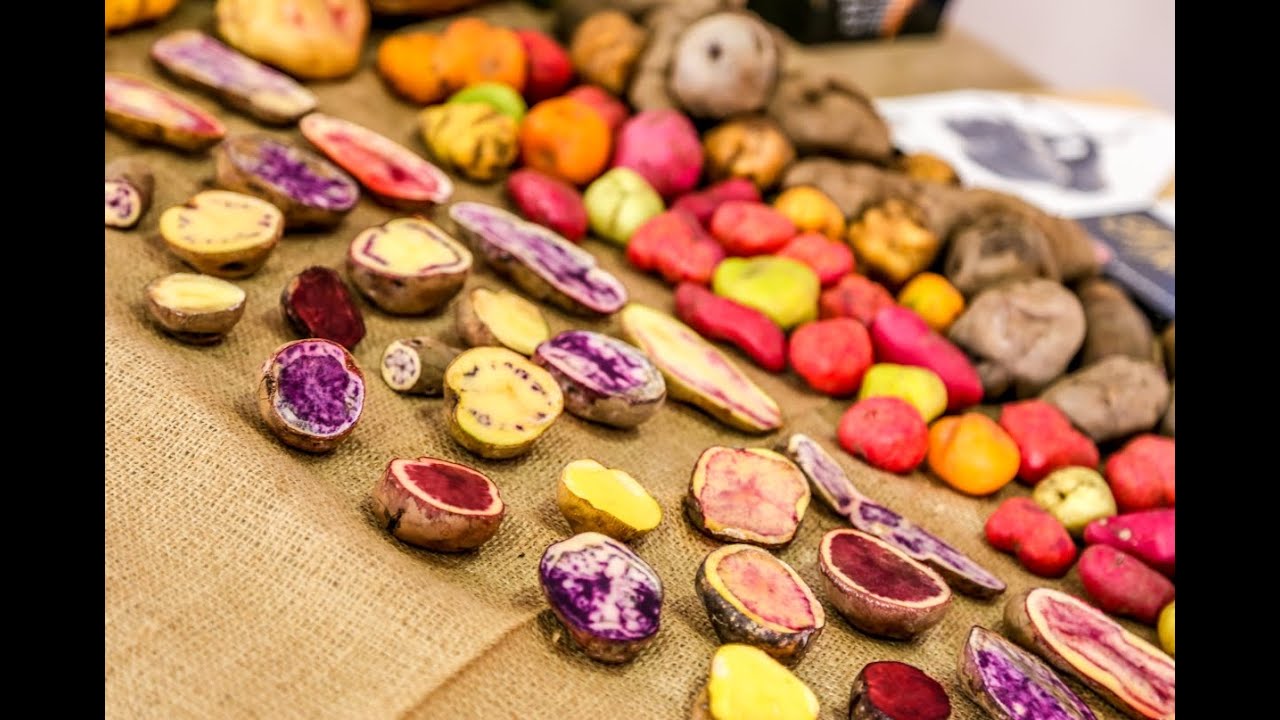 Papas nativas de Ayacucho: Un buen complemento para el pescado