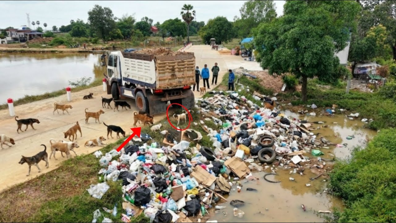 Excellent.! First Start New Project Fill Land Up by 5-T Dump Truck Overloading Soil With Bulldozer D