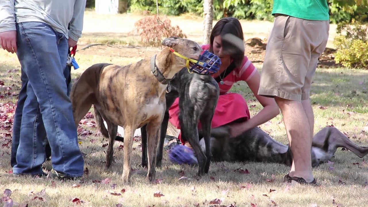 Greyhound Play Date - Greyhound Pet Adoption Northwest