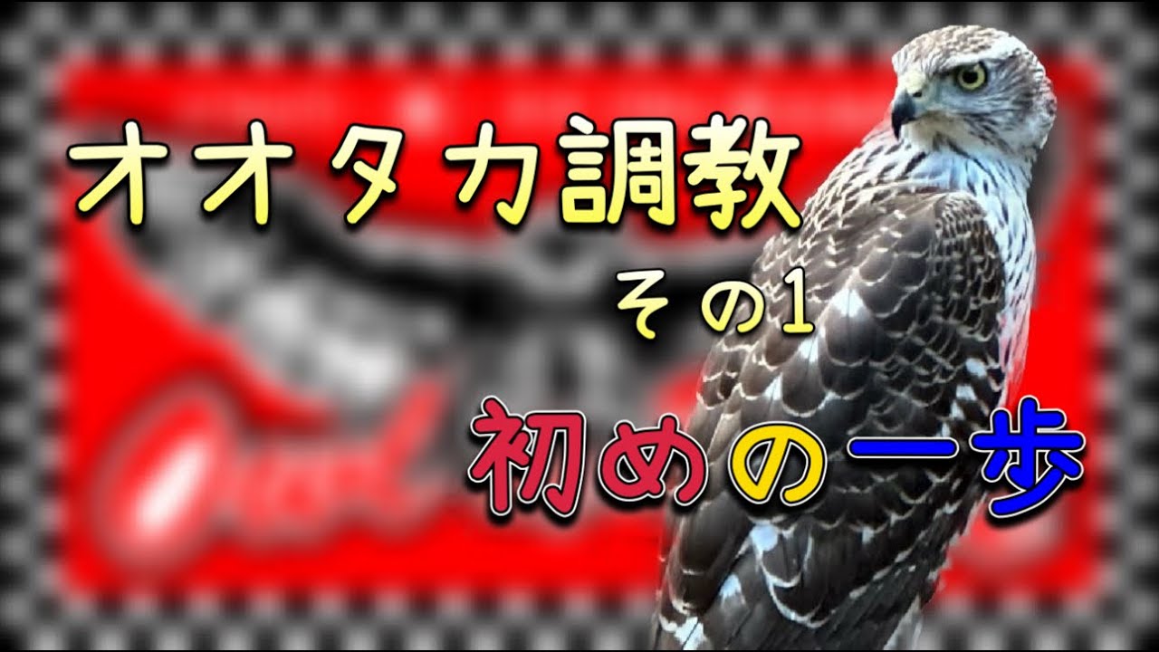 鷹の調教その1 Hawk training part1