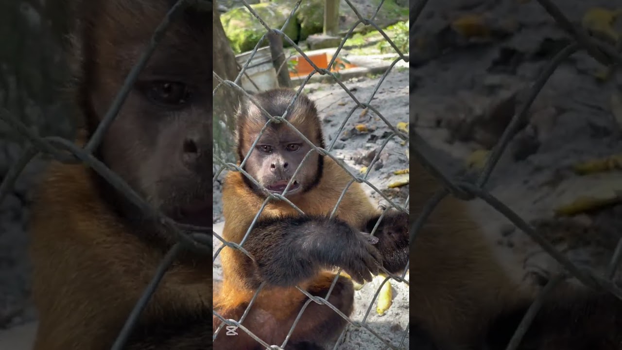 🍃 La Biodiversidad 🌴