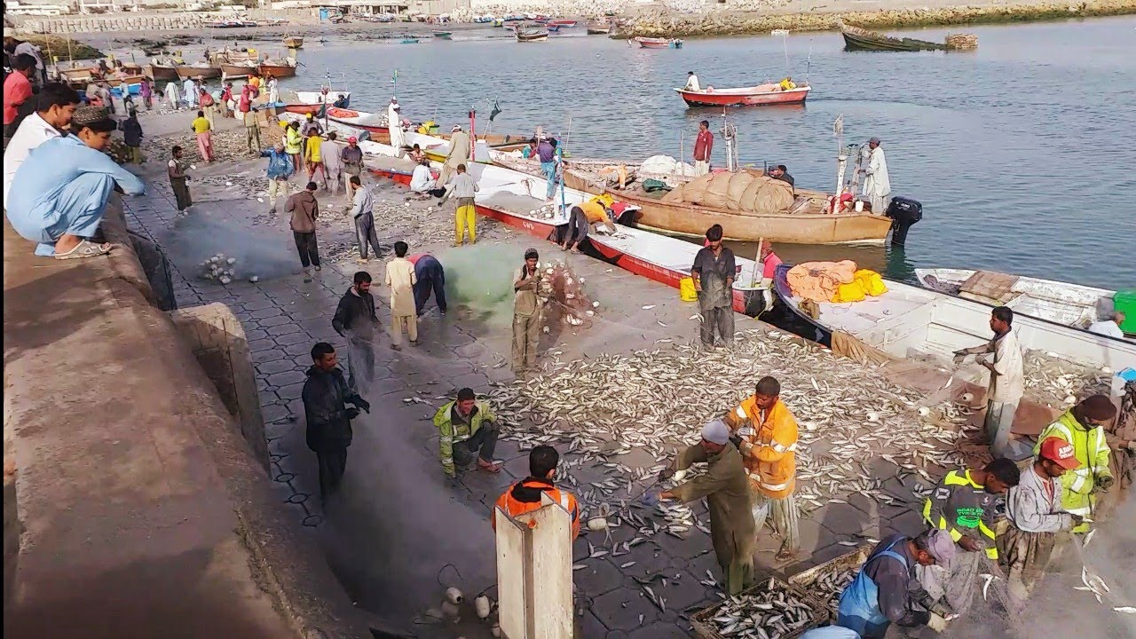 Gwadar fish market JT