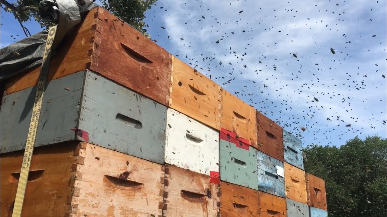 35 Minute Rule When Pulling Honey While ROBBING - 08/10/2019