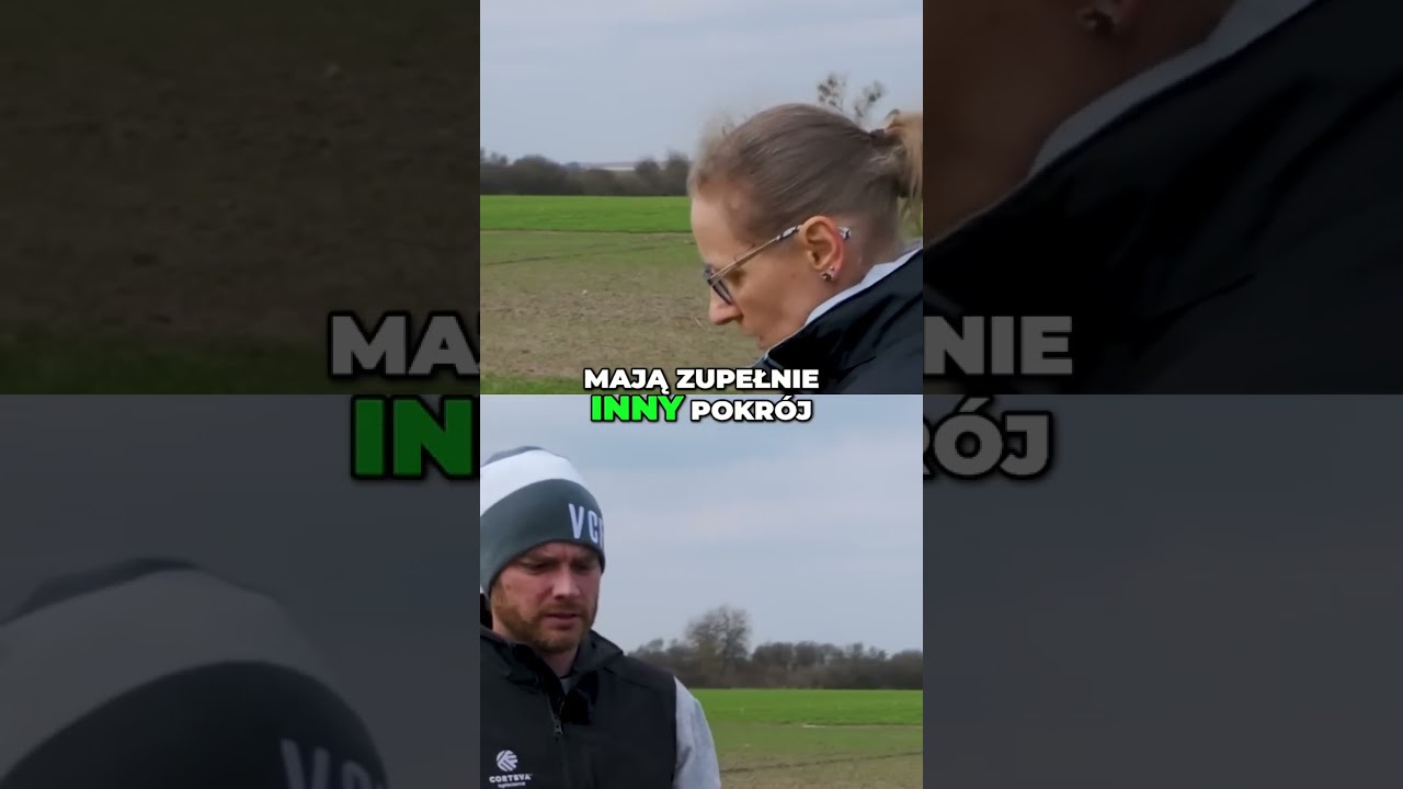 Właściwa gęstość pszenicy: Klucz do udanych plon&oacute;w