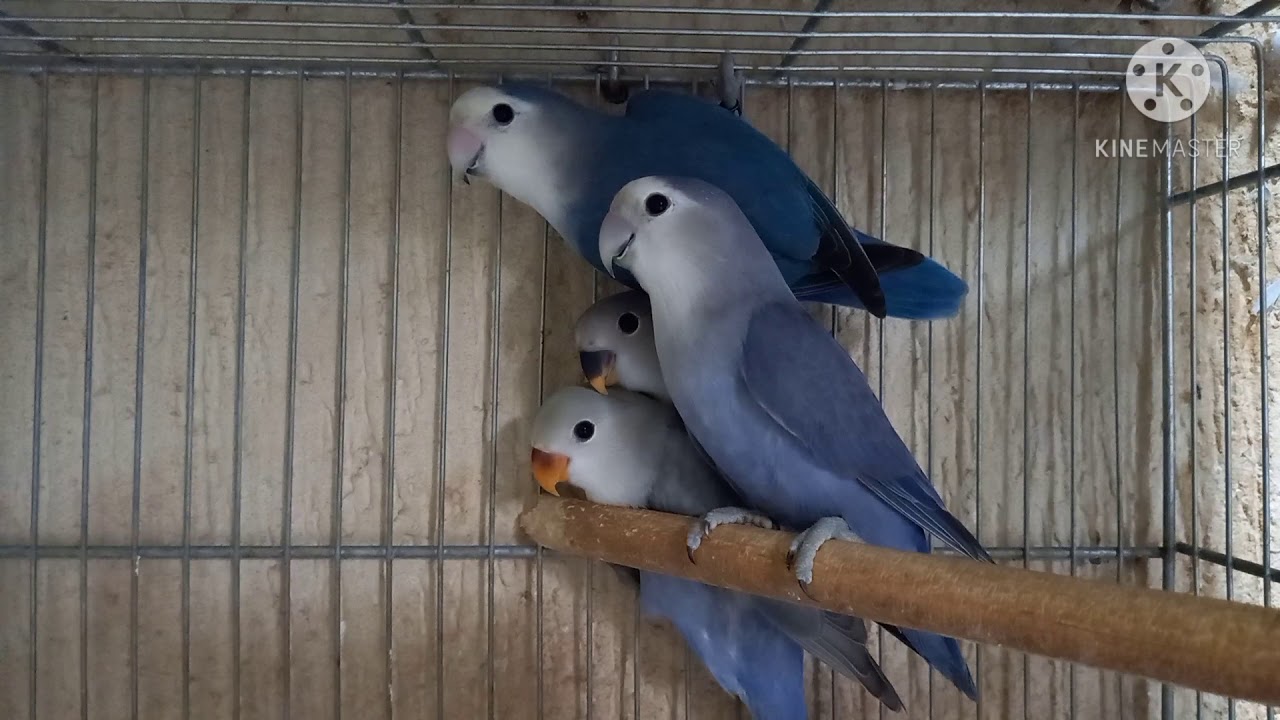 agapornis caindo penas muda de penas dos agapornis