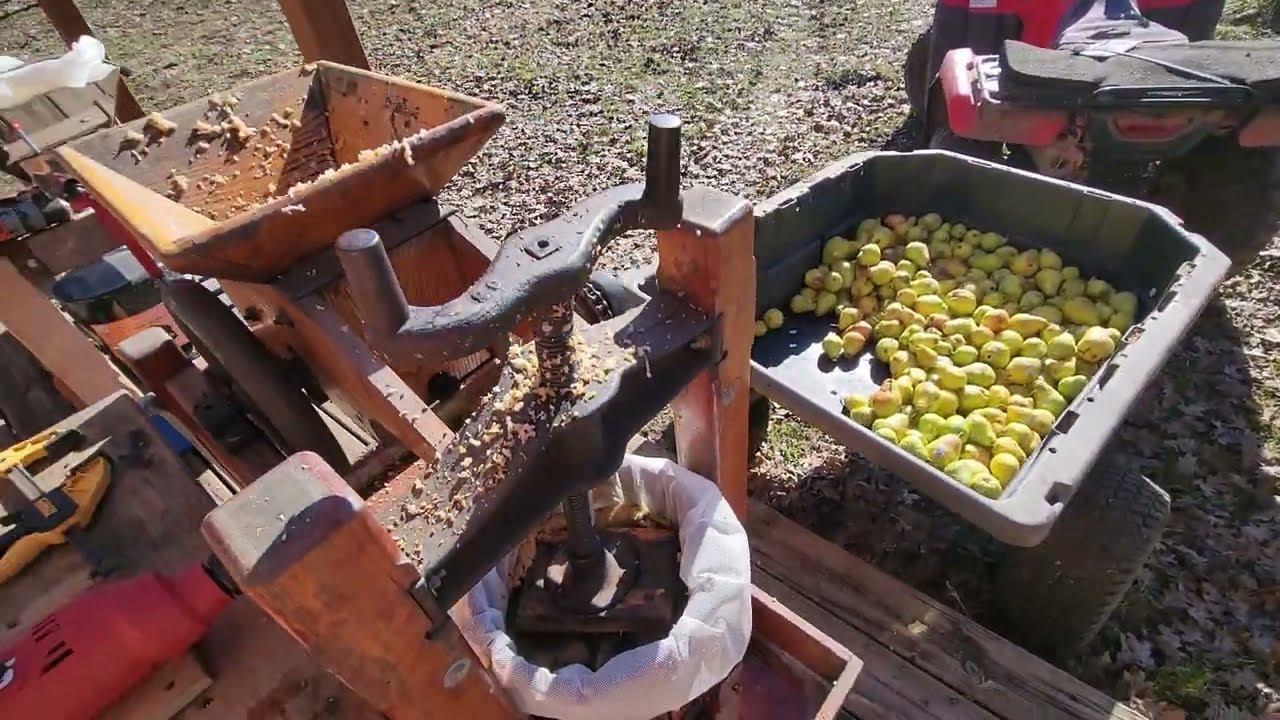 Pressing Pear Cider